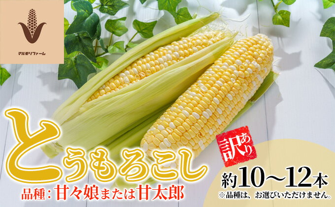 【ふるさと納税】訳あり とうもろこし 品種： 甘々娘 または 甘太郎 家庭用『訳ありテルもろこし』約10本～14本（6月中旬頃より順次発送）先端カット済【配送不可：離島】　【 野菜 とうもろこし 訳あり 】　お届け：2024年6月中旬～2024年7月末予定