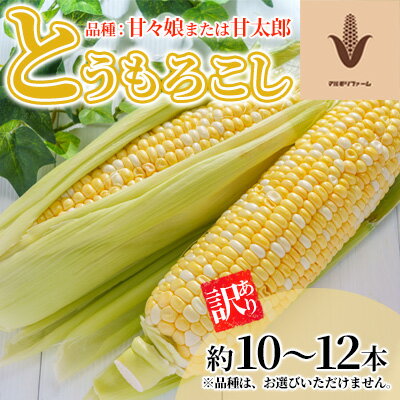 訳あり とうもろこし 品種： 甘々娘 または 甘太郎 家庭用『訳ありテルもろこし』約10本～14本（6月中旬頃より順次発送）先端カット済【配送不可：離島】　【 野菜 とうもろこし 訳あり 】　お届け：2024年6月中旬～2024年7月末予定