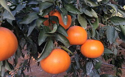 【ふるさと納税】【2023年3月頃より順次発送】柑橘の女王『せとか美人』施設栽培 約3kg　【果物類・柑橘類・フルーツ・静岡県産】　お届け：2023年3月上旬〜2023年3月下旬･･･ 画像1