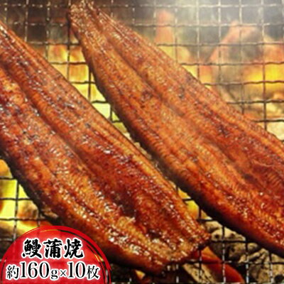 【ふるさと納税】【2025年8月15日頃〜順次発送予定】浜名湖産鰻 蒲焼 約160g×10本 セット 土用の丑の日 丑の日 うなぎ 静岡県産 浜松 お届け:順...