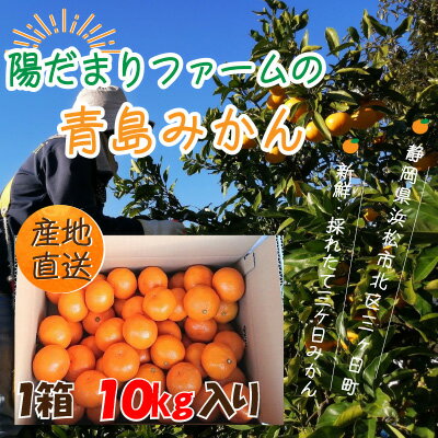 18位! 口コミ数「0件」評価「0」先行予約【2025年1月上旬より順次発送】陽だまりファーム 三ヶ日 青島 みかん 10kg 1箱　【 果物 柑橘類 フルーツ 三ヶ日みかん ･･･ 