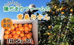 【ふるさと納税】【2024年1月上旬より順次発送】陽だまりファーム 三ヶ日 青島 みかん 5kg 1箱　【 果物 柑橘類 フルーツ 三ヶ日みかん 濃厚 熟成 コク 高級ブランドみかん 産地直送 】　お届け：2024年1月上旬〜2024年2月上旬･･･ 画像1