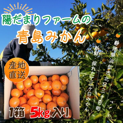 28位! 口コミ数「0件」評価「0」先行予約【2025年1月上旬より順次発送】陽だまりファーム 三ヶ日 青島 みかん 5kg 1箱　【 果物 柑橘類 フルーツ 三ヶ日みかん 濃･･･ 