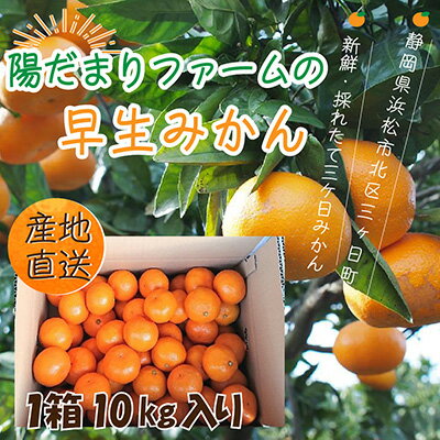 12位! 口コミ数「0件」評価「0」先行予約【2024年11月中旬より順次発送】陽だまりファームの早生 三ヶ日みかん 10kg 1箱 　【 果物 柑橘 みかん フルーツ 甘い ･･･ 