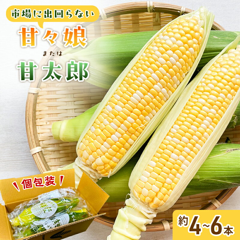 【ふるさと納税】とうもろこし 先行予約 甘々娘 または 甘太郎 約4~6本 春のテルもろこし 個包装 レンジ調理 レンチン 野菜 夏 旬 冷蔵 冷蔵配送 静岡 静岡県 浜松市 6月下旬頃より順次発送 配送不可:離島 お届け:2025年6月下旬~2025年8月上旬予定