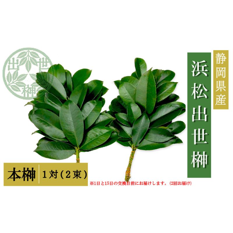 榊 浜松出世榊 本榊 純国産 1対(2束)※1日、15日の交換に間に合うように配送 国内産 日持ち 大きい 艶やか 肥料のみ使用 農薬不使用 浜松市 静岡県