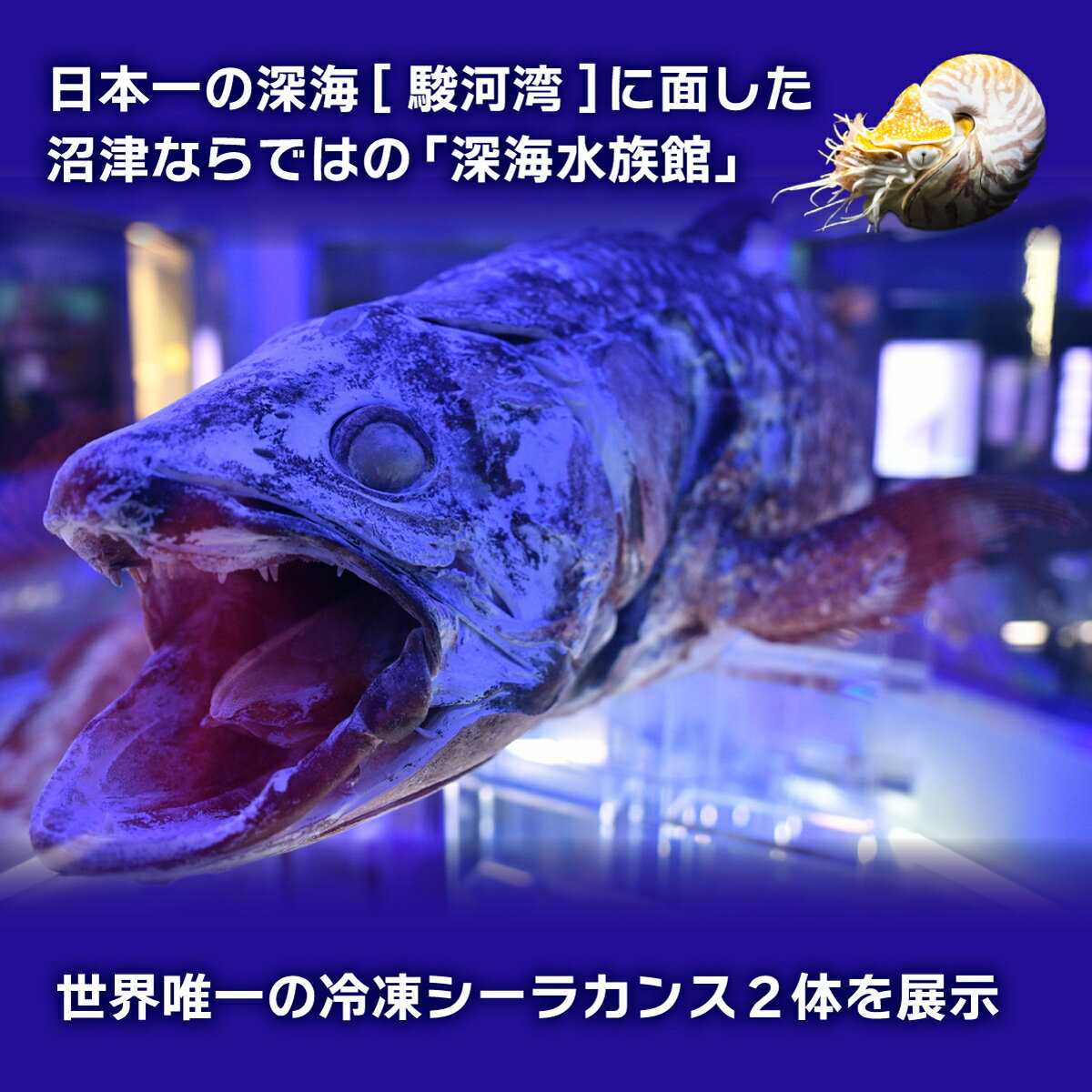 【ふるさと納税】 深海 水族館 ペアチケット ...の紹介画像3