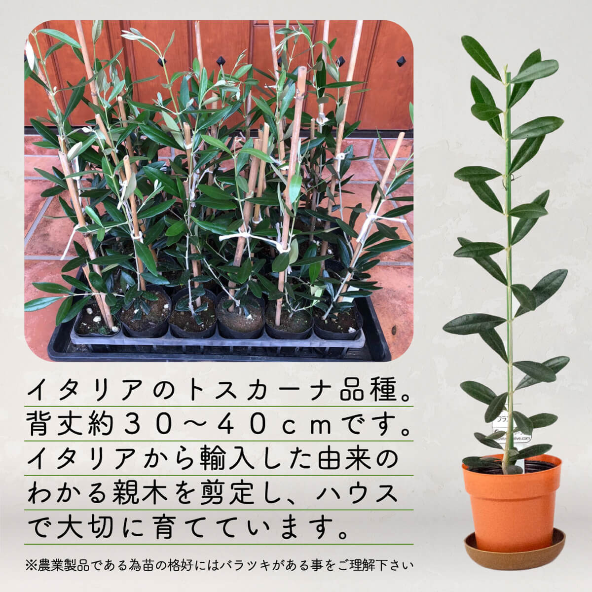 【ふるさと納税】 オリーブ 苗木 2本セット 植物 鉢植え 観葉植物 鉢 インテリア