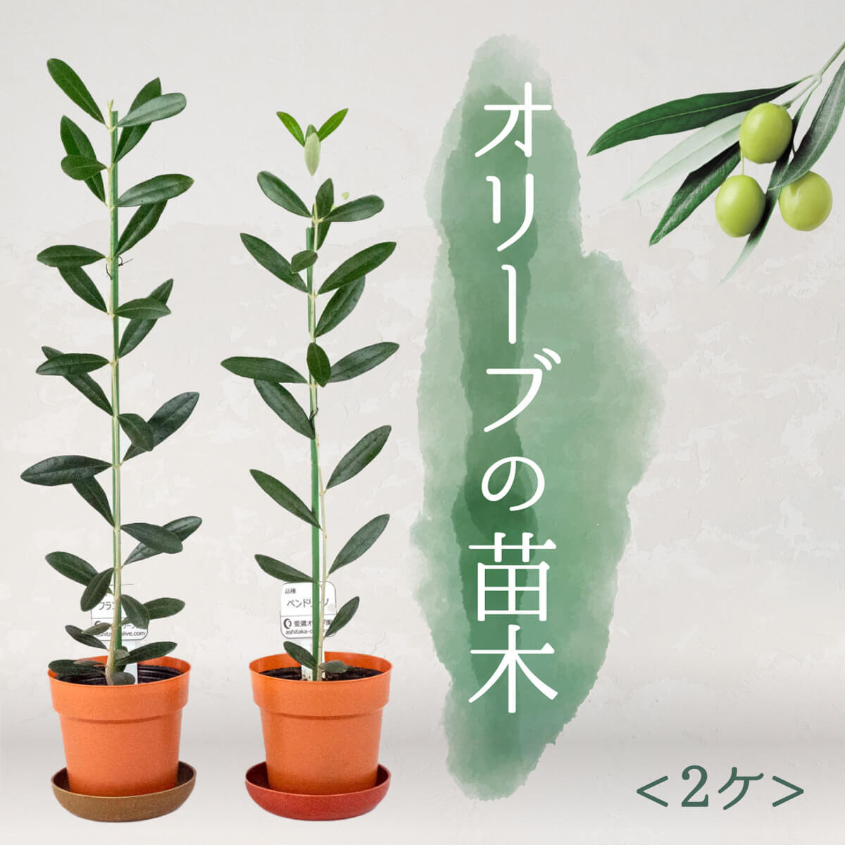 オリーブ 苗木 2本セット 植物 鉢植え 観葉植物 鉢 インテリア