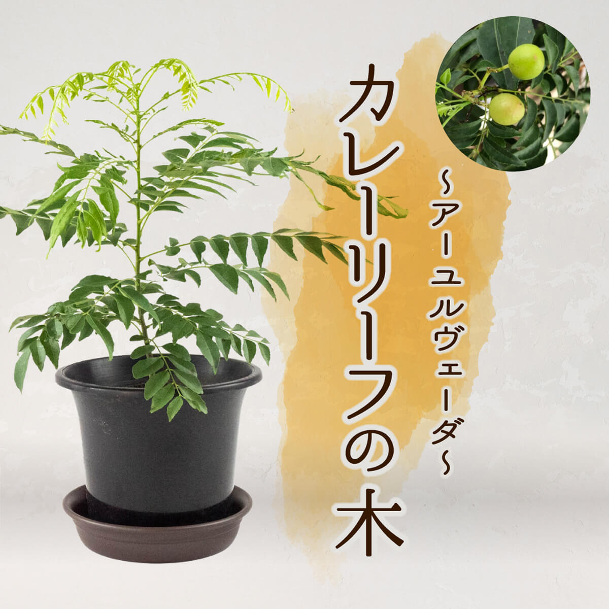 【ふるさと納税】 アーユルヴェーダ カレーリーフの木のサムネイル