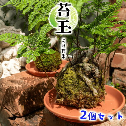 観葉植物 寄せ植え 苔玉 2個 セット 受け皿 グリーン ギフト