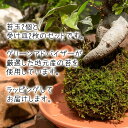 【ふるさと納税】 観葉植物 寄せ植え 苔玉 2個 セット 受け皿 グリーン ギフト 2