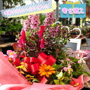 【ふるさと納税】 花苗 寄せ植え 季節の花 ギフト 8-9点 ガーデニング 母の日 父の日 プレゼント ギフト フラワーギフト 花 静岡 沼津