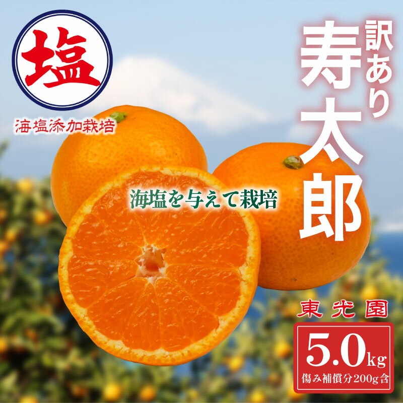 【ふるさと納税】 海塩を与えて栽培した 寿太郎 訳あり みかん 計 5kg 以上 傷み補償分 200g付き 蜜柑 柑橘 オレンジ 果物 フルーツ 沼津市 静岡県のサムネイル