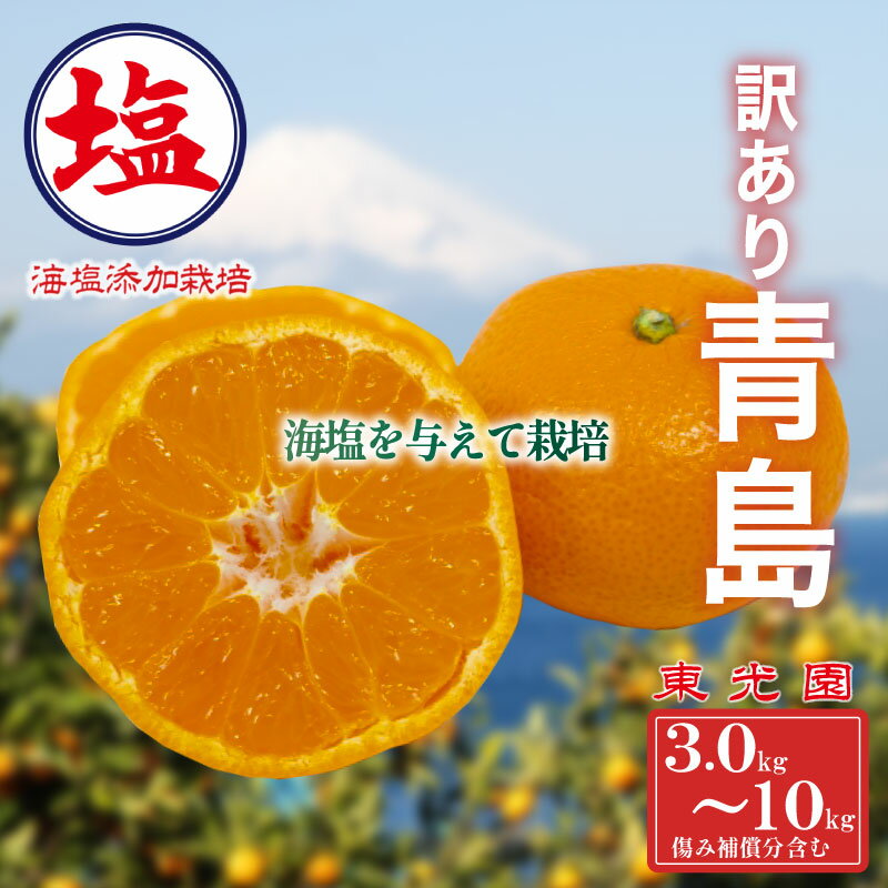 【ふるさと納税】 海塩を与えて栽培した 青島みかん 予約受付 12月下旬 順次発送 訳あり 青島 みかん 計 3kg 傷み補償分 200g 含む 蜜柑 柑橘 西浦 みかん オレンジ 果物 フルーツ 沼津市 静岡県のサムネイル