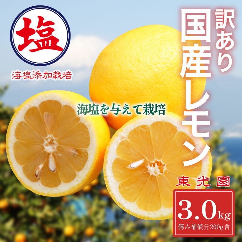 【ふるさと納税】 国産 レモン 計 3kg 海塩を与えて栽培 国産レモン れもん 国産 檸檬 予約受付 3月中旬 順次発送 訳あり 傷み補償分 200g含む 檸檬 柑橘 果物 フルーツ 沼津 市 静岡県のサムネイル