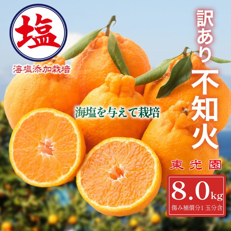 【ふるさと納税】 海塩を与えて栽培した 不知火 予約受付 3月上中旬 順次発送 訳あり 計 8 kg 傷み補償分 1玉分 約300g 含む 西浦 みかん ミカン 蜜柑 しらぬい 柑橘 果物 フルーツ 沼津市 静岡県のサムネイル