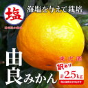 【ふるさと納税】 予約受付 訳あり みかん 由良 ゆら 計 2.5kg 以上 傷み補償分200g付き 蜜柑 柑橘 オレンジ