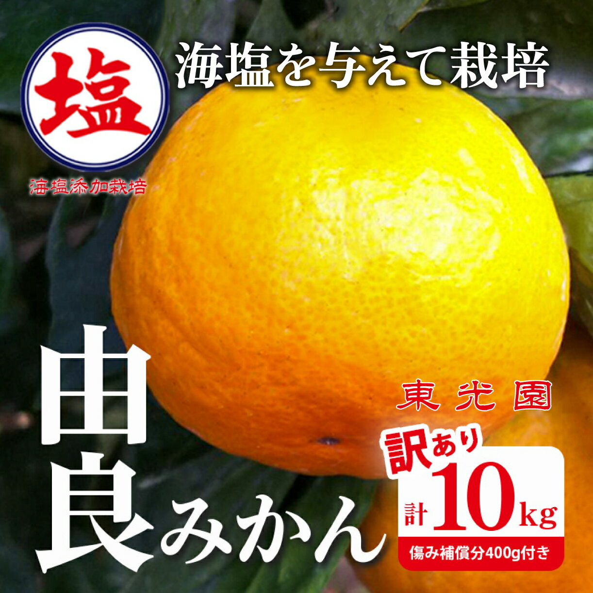 【ふるさと納税】 予約受付 訳あり みかん 由良 計 10kg 以上 傷み補償分400g付き 蜜柑 柑橘 オレンジ