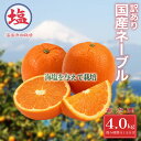 61位! 口コミ数「5件」評価「3.8」 海塩を与えて栽培した 国産 ネーブル 予約受付 2月中下旬 順次発送 訳あり ネーブルオレンジ 計 4kg 傷み補償分 1玉分 300g含む 西浦みかん 蜜柑 柑橘 オレンジ 果物 フルーツ 沼津市・・・