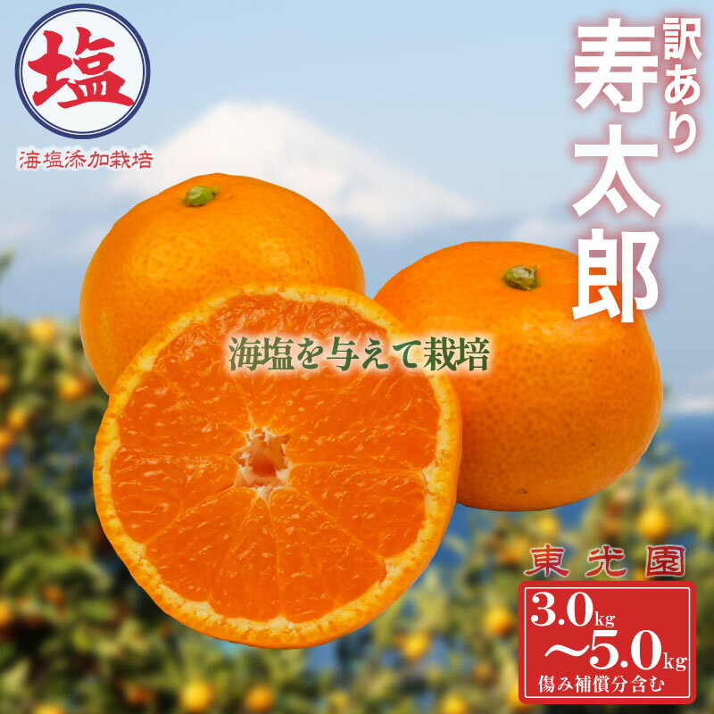 【ふるさと納税】 寿太郎みかん 訳あり 予約 1月下旬発送 計 3kg ~ 5kg 蜜柑 柑橘 オレンジ 果物 フルーツ 海塩栽培 ビタミンC 国産 ジューシー 甘い 冬 贈答用 ギフト 家族 おやつ デザート 産地直送 みかんジュース 旬 健康 美容 沼津市 静岡県
