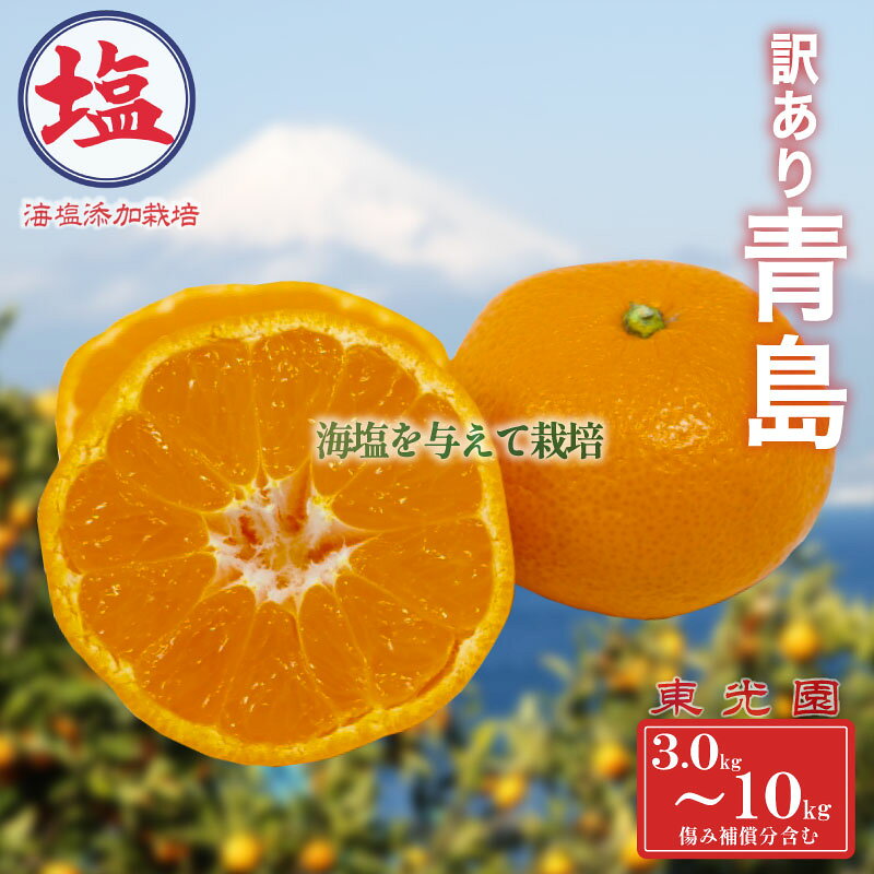 海塩 を与えて栽培した 青島みかん 予約受付 12月下旬 順次発送 訳あり 青島 みかん 計 3kg ~ 10kg 傷み補償分 200g〜400g 含む 蜜柑 柑橘 西浦 みかん オレンジ 果物 フルーツ 沼津市 静岡県