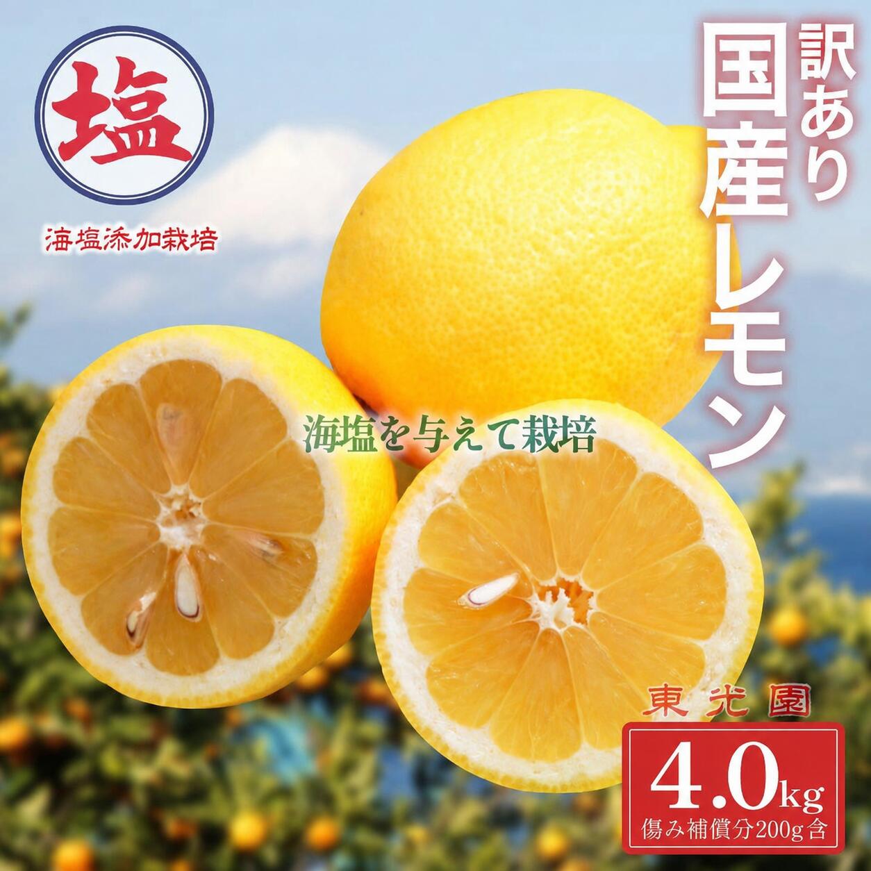 国産 レモン 計 4kg 海塩を与えて栽培 国産レモン れもん 国産 檸檬 予約受付 3月上中旬 順次発送 訳あり 傷み補償分 200g 含む 檸檬 柑橘 果物 フルーツ 沼津 市 静岡県