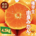 【ふるさと納税】 極早生 由良 みかん 約 4.5kg 産地直送 柑橘 みかん 訳あり フルーツ 果物 蜜柑 オレンジ ご家庭用