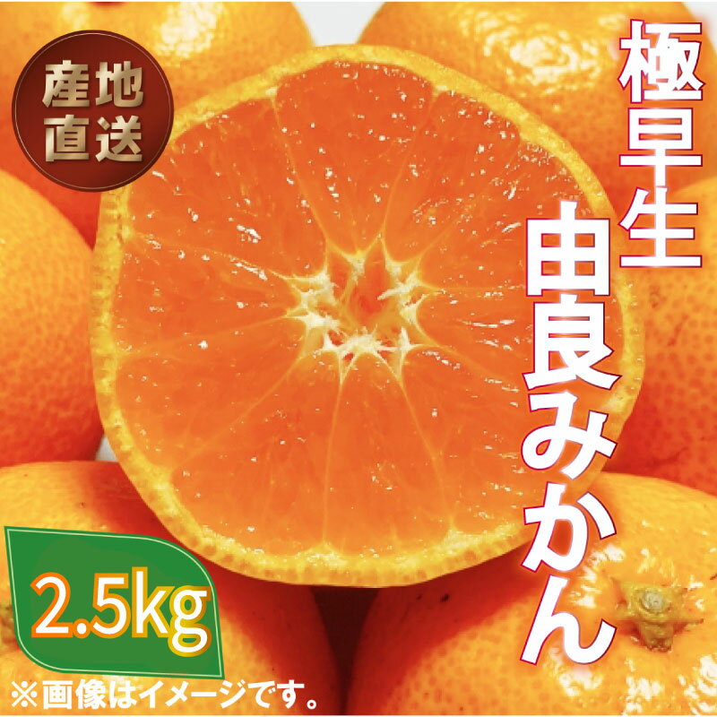 極早生 由良 みかん 2.5kg 産地直送 柑橘 みかん 訳あり フルーツ 果物 蜜柑 オレンジ ご家庭用