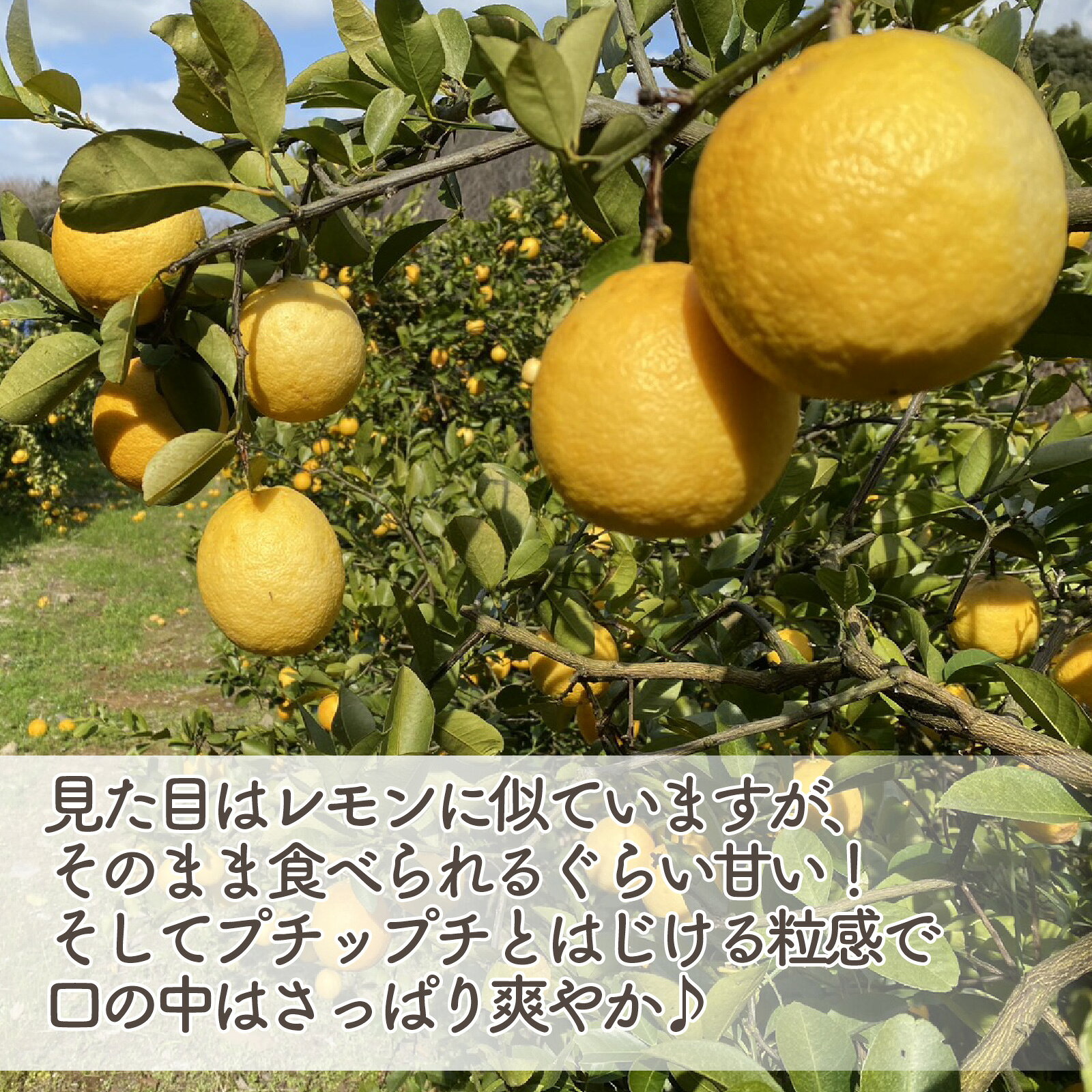 【ふるさと納税】 レモネード 約 2kg 産地直送 檸檬 柑橘 レモン フルーツ 果物 蜜柑 ご家庭用 贈答用 ギフト 沼津 静岡 みかん畑 リブロ f222038-numazu-10002338 静岡県沼津市 サンプル画像2