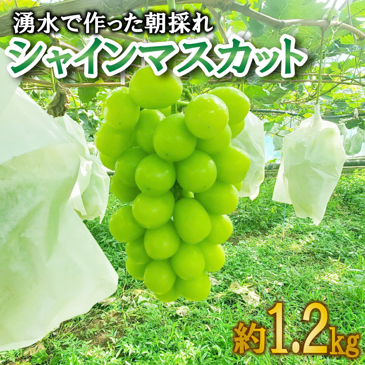 [予約受付] 数量限定 シャインマスカット 2房 約1.2kg 9月から順次発送 [ 土と湧水にこだわり 愛情込めて 育て上げました ] 沼津市 産地直送 朝採り ぶどう 沼津市 静岡