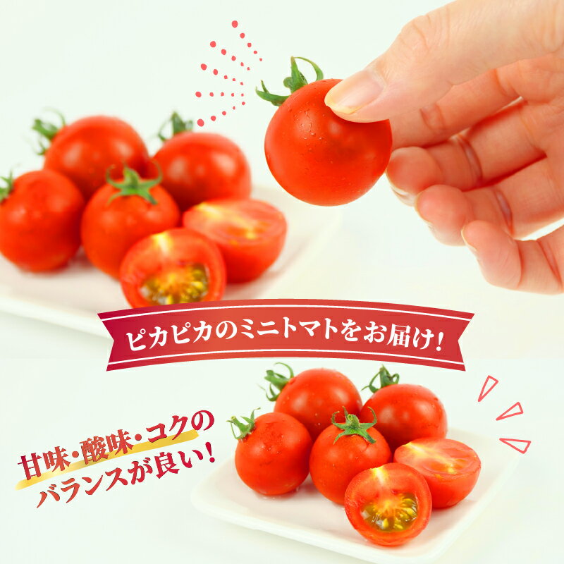 【ふるさと納税】 トマト プチ プチトマト ミニトマト 新鮮 摘みたて 就労支援 こころみファーム こころ味トマト