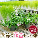 【ふるさと納税】 季節 の 花苗 セット ガーデニング 小 寄せ植え 季節 お花 贈り物 フラワー ギフト 庭園 プランター シーズン おすすめ オススメ 駿河 ガーデン
