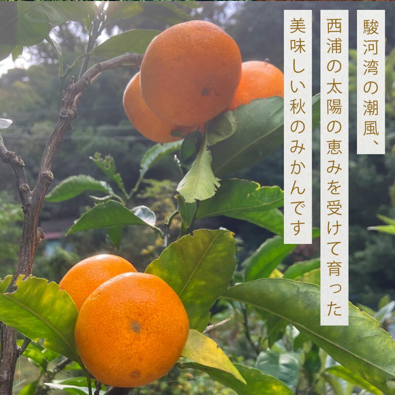 【ふるさと納税】 早生 秋みかん 訳あり 約3kg 自然農法 柑橘 国産 フルーツ 旬 みかん 蜜柑 オーガニック 無農薬 農家直送 産地直送 西浦産 甘い 新鮮 ジューシー ビタミンC 健康 美容 おやつ デザート 贈り物 家族向け 沼津市 静岡県