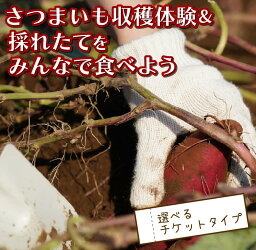 【ふるさと納税】 さつまいも 堀り & 採れたて 試食会 実季楽農園 戸田 親子 子ども 収穫 収穫体験 さつまいも 掘り 体験 試食 観光 静岡 沼津