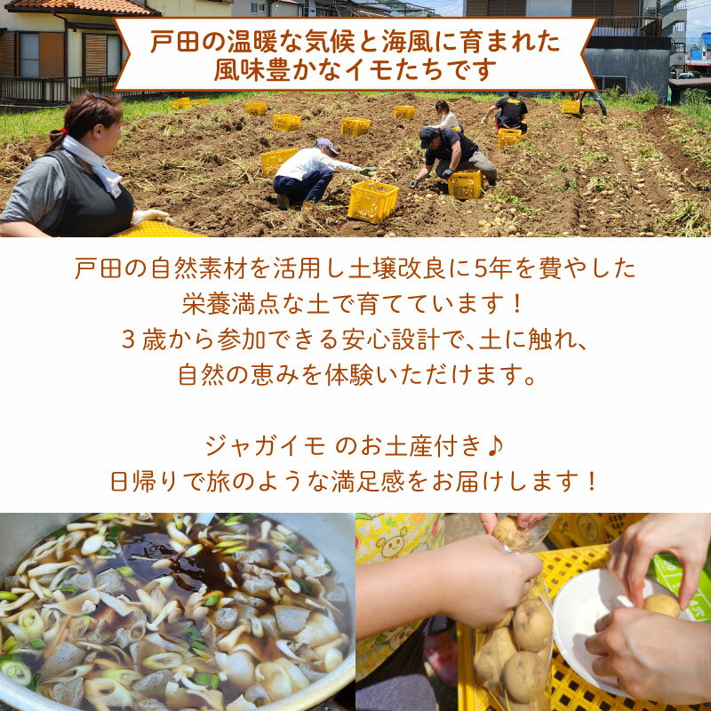 【ふるさと納税】 じゃがいも堀り お土産付き こども 親子 沼津 戸田 実季楽農園 【海と山に育まれた 戸田 の恵を掘り起こそう】 収穫 収穫体験 体験 野菜 じゃがいも 掘り 思い出 観光 沼津市 静岡県