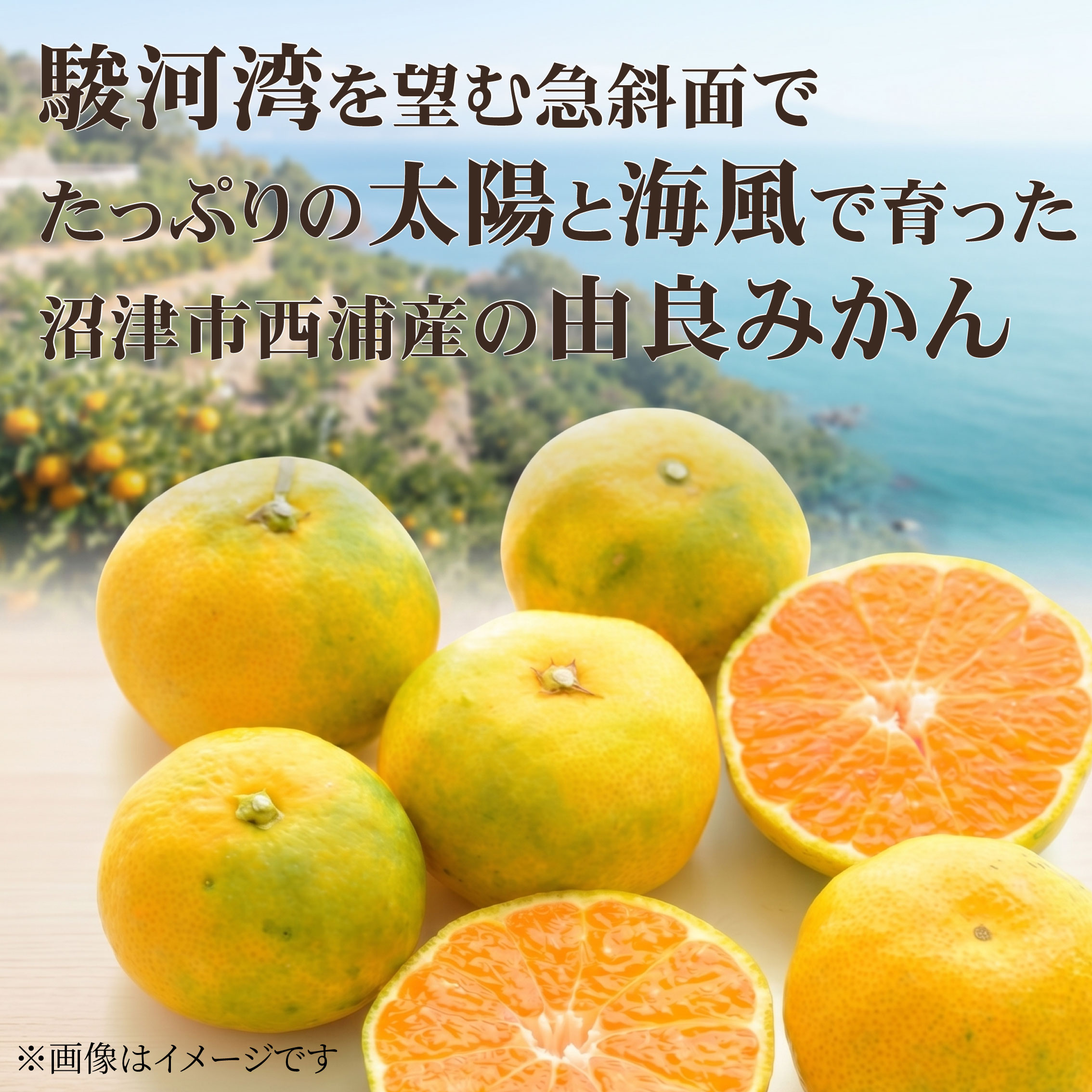 【ふるさと納税】 【先行予約】＜2026年発送＞ 由良みかん 3kg 5kg 沼津市 西浦産 10月中旬頃より発送予定 みかん ミカン 蜜柑 フルーツ 果物 くだもの 産地直送 川洋ぶどう園 静岡県 沼津市 f222038-numazu-10001522 静岡県沼津市 サンプル画像3