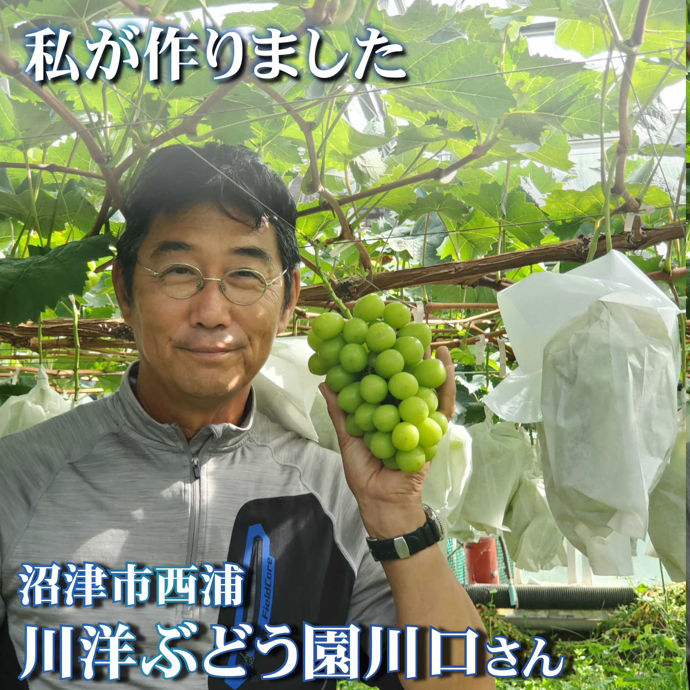 【ふるさと納税】 【先行予約】＜2026年発送＞ シャインマスカット 約1.2kg 2房 9月中旬頃発送 マスカット 産地直送 朝採り ぶどう ますかっと 葡萄 ブドウ フルーツ 果物 贈答用 ギフト 秋の味覚 旬 スイーツ デザート 沼津市 西浦産 静岡県