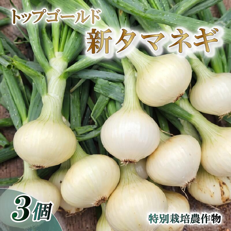 【予約受付】 新 タマネギ トップゴールド 特別栽培 産地直送 農家直送 美味しい 野菜 やさい 玉ねぎ タマネギ 新鮮 静岡県 沼津市 やまひろ農園 たまねぎ
