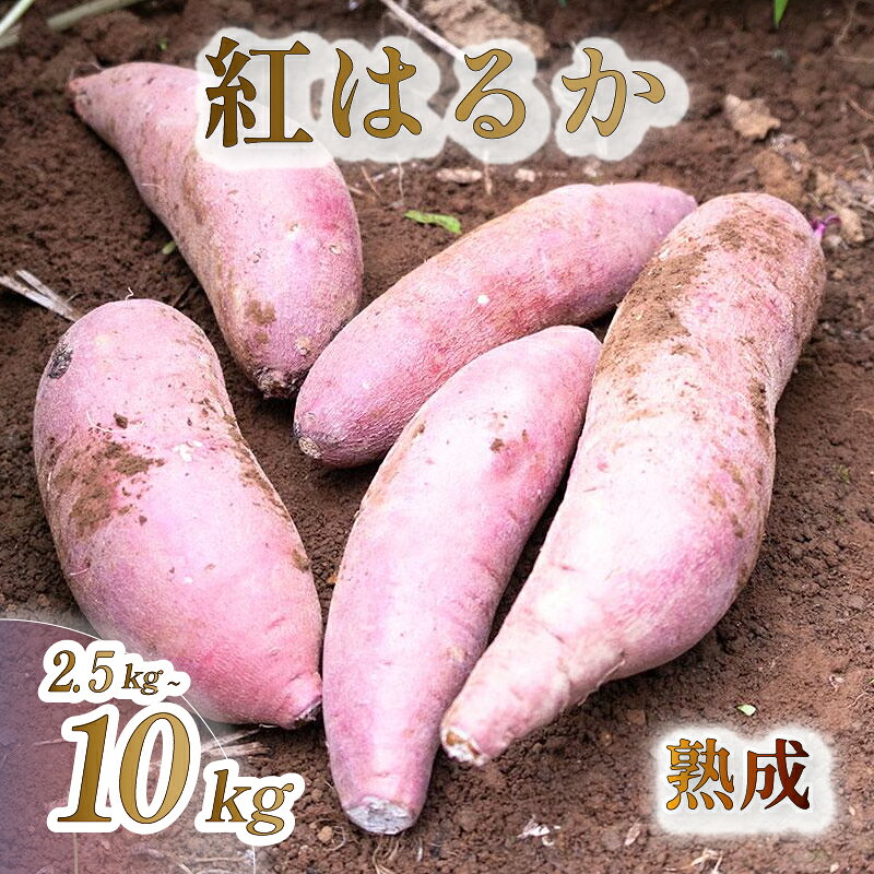 ＜ 2026年 11月より順次発送 ＞ 【選べる内容量】 紅はるか さつまいも【訳あり】 2.5kg or 5kg or 10kg 生 成熟 芋 いも サツマイモ 富士山 水 育った 土付き 不揃い 静岡県 沼津市