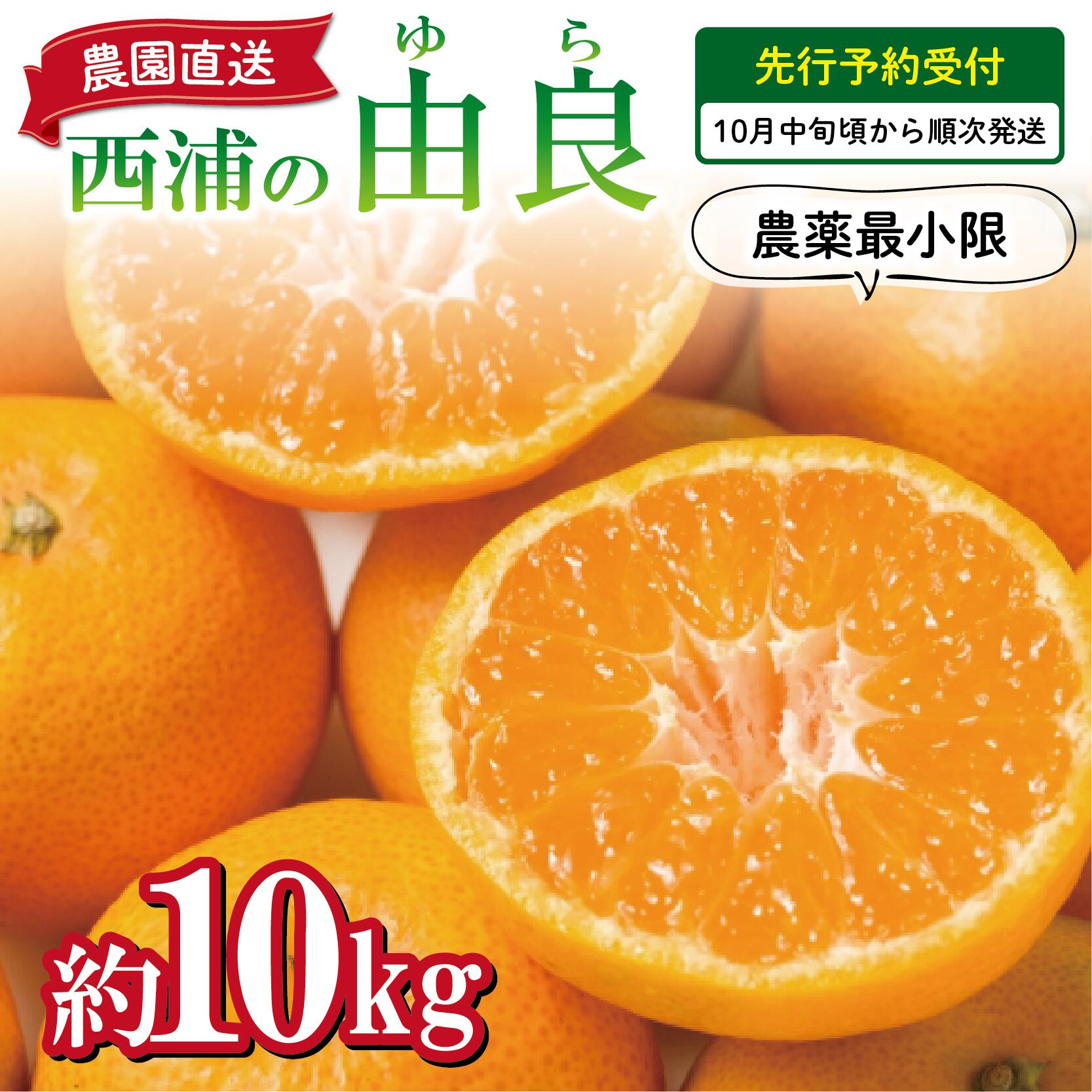 【ふるさと納税】 予約受付 みかん 由良 10kg 減農薬 送料無料 西浦 蜜柑 柑橘 オレンジのサムネイル