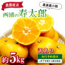 【ふるさと納税】 予約受付　訳あり みかん 寿太郎 5kg 西浦 蜜柑 柑橘 オレンジ 減農薬 木負観光みかん園