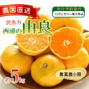 【ふるさと納税】 訳あり 由良 みかん 5kg 西浦 蜜柑 柑橘 オレンジ ( 数量限定 みかん 果物 みかん フルーツ みかん 柑橘 みかん 国産 )