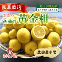 【ふるさと納税】 訳あり みかん 黄金柑 5kg 西浦 蜜柑 柑橘 オ...(4)