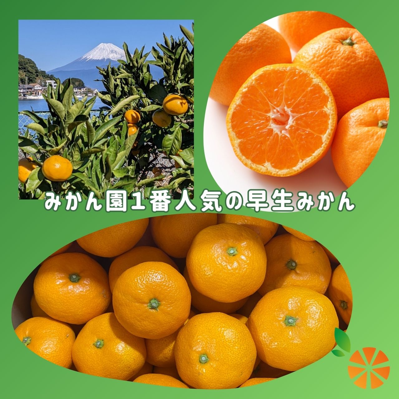 【ふるさと納税】 訳あり みかん 早生 10kg 西浦 蜜柑 柑橘 オレンジ 木負観光みかん園 ( 数量限定 みかん 果物 みかん フルーツ みかん 柑橘 みかん 国産 )