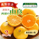 【ふるさと納税】 訳あり 由良 みかん 3kg 西浦 蜜柑 柑橘 オレンジ ( 数量限定 みかん 果物 みかん フルーツ みかん 柑橘 みかん 国産 )