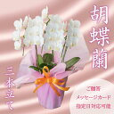 【ふるさと納税】 胡蝶蘭 3株 花 季節 贈答用 ギフト 記念日 お 祝い 父の日 母の日 敬老の日 栄転 転勤 開店祝い 祝賀 新築 結婚 感謝 定年 退職 静岡 沼津