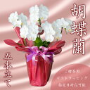 【ふるさと納税】 胡蝶蘭 5株 花 季節 贈答用 ギフト 記念日 お 祝い 父の日 母の日 敬老の日 栄転 転勤 開店祝い 祝賀 新築 結婚 感謝 定年 退職 ...