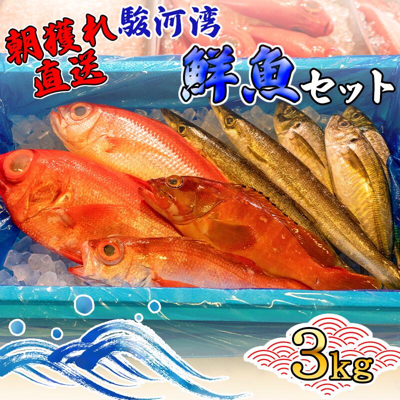 8位! 口コミ数「1件」評価「5」 旬 鮮魚 セット 3kg 朝獲れ 沼津 駿河湾 金目鯛 鯵