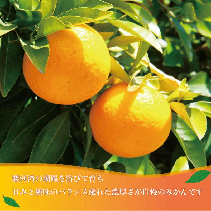 【ふるさと納税】 寿太郎 みかん 約10kg 西浦 柑橘 本格 貯蔵 熟成 蜜柑 ミカン オレンジ 果物 フルーツ 柑橘類 国産 特産品 高級 贈答用 ギフト 贈り物 冬 旬 産地直送 甘い 美味しい 新鮮 家庭用 お取り寄せ 沼津市 静岡県